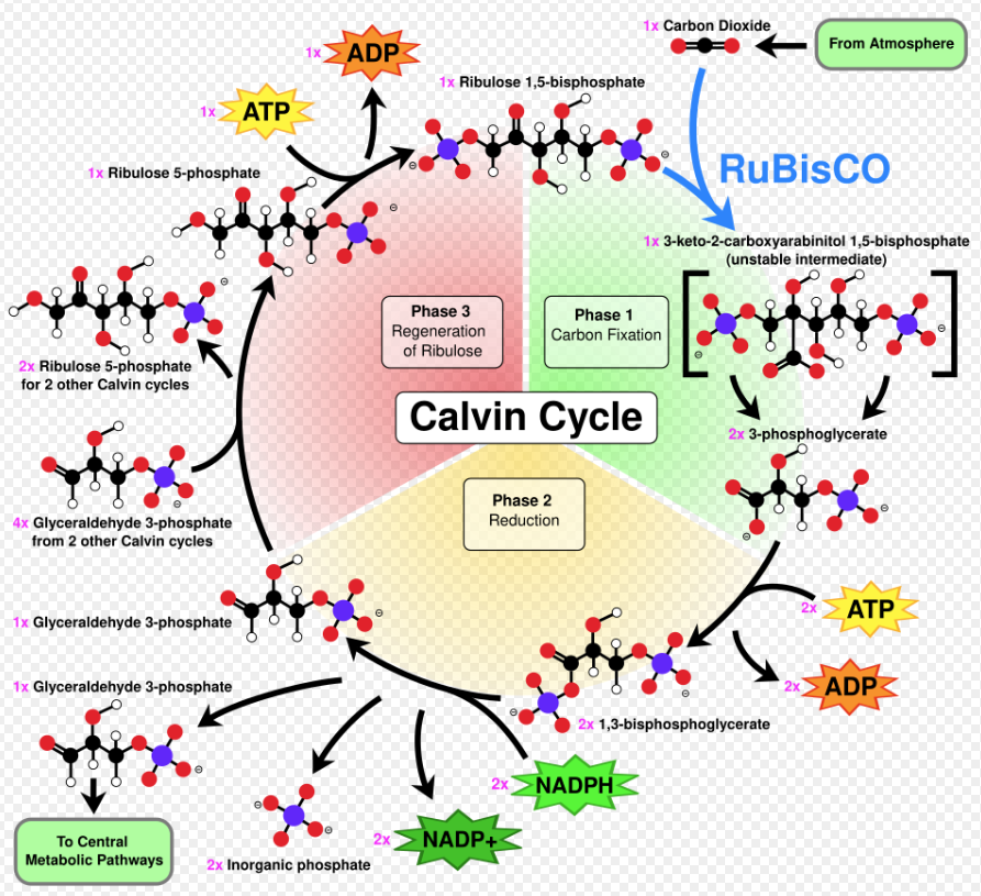 Rubisco / Calvin-Benson-Bassham cycle notes