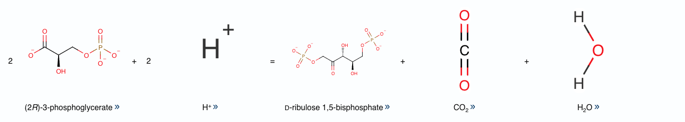 Plant rubisco amino acid sequence